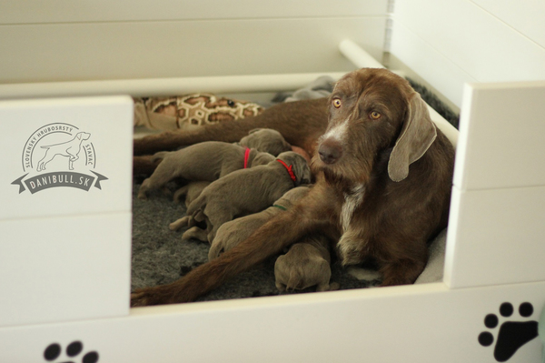 slovakian-rough-haired-pointer-puppies-(1)