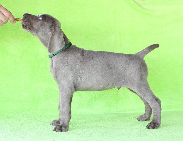 puppy-dog-breed-slovakian-rough-haired-pointer-2-1-1
