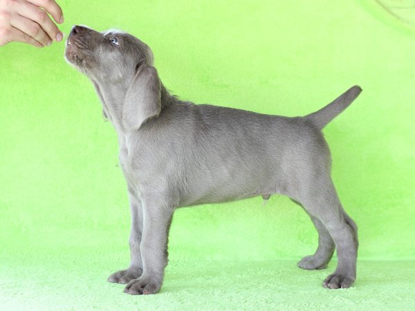 puppy-dog-breed-slovakian-rough-haired-pointer-5-1-1
