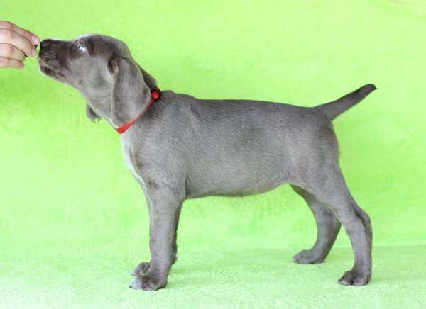 puppy-dog-breed-slovakian-rough-haired-pointer-7-1-1