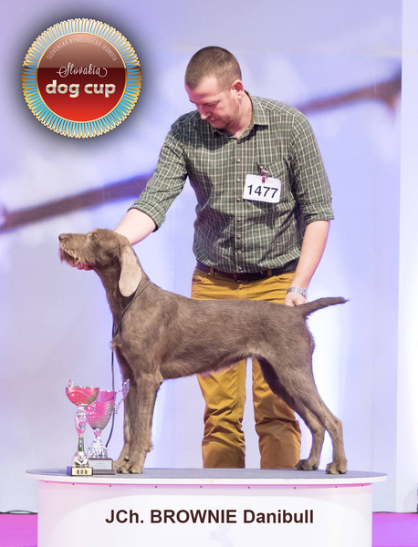 slovakia-dog-cup