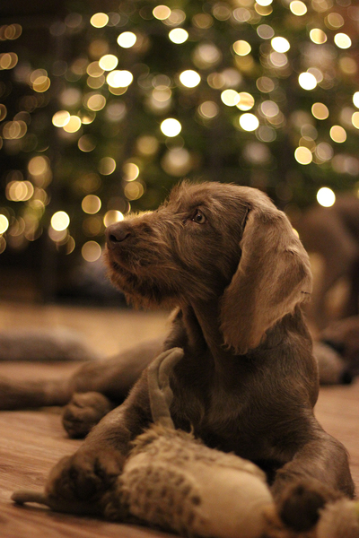 slovakian-rough-haired-pointer-puppy-xmass