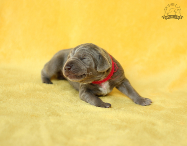 slovakian-wire-haired-pointer-puppies-(1)