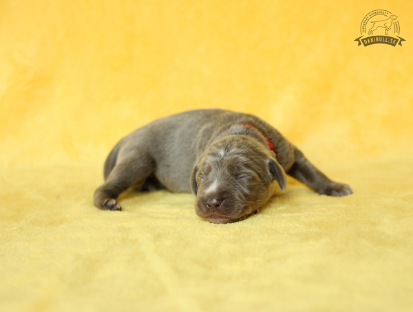slovakian-wire-haired-pointer-puppies-(3)
