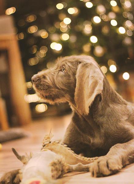 slovakian-wire-haired-pointer-puppy-christmass