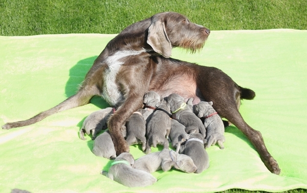we-have-puppies-wirehaired-slovakian-pointer