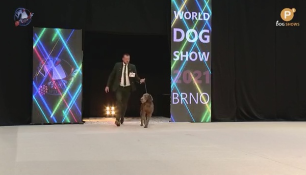 world-dog-show-2021